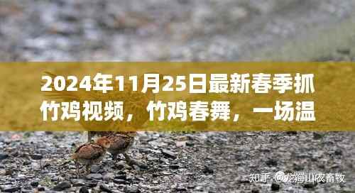 竹鸡春舞,2024年春季抓竹鸡视频,欢乐抓鸡之旅纪实