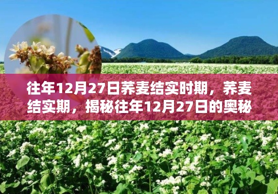 揭秘荞麦结实期,往年12月27日的奥秘探索