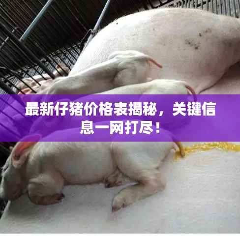 最新仔猪价格表揭秘,关键信息一网打尽!